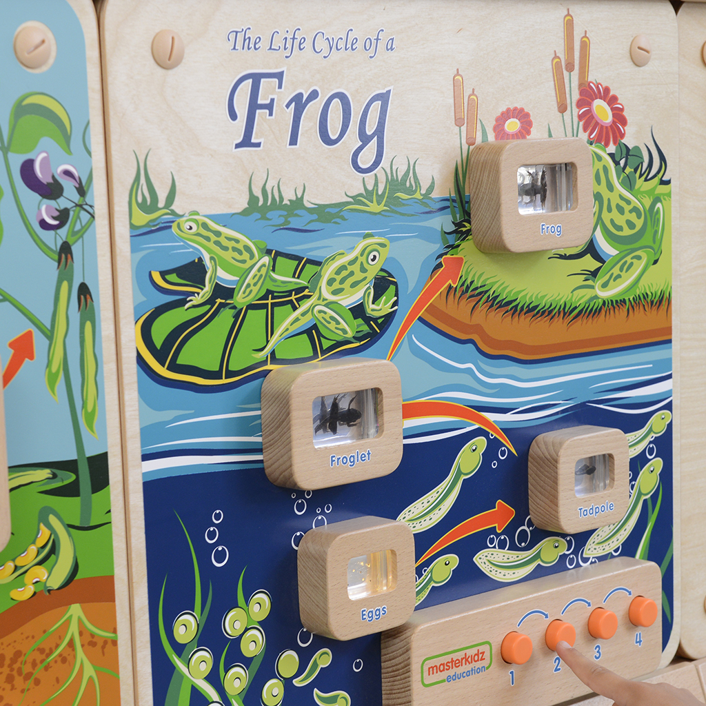成長過程探索燈板-青蛙_Light-Up Frog Life Cycle Stages Panel_ME13224  