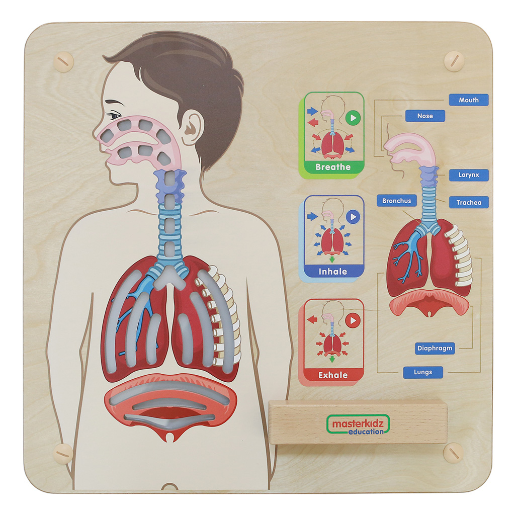 ME14405 - 人體呼吸系統燈板